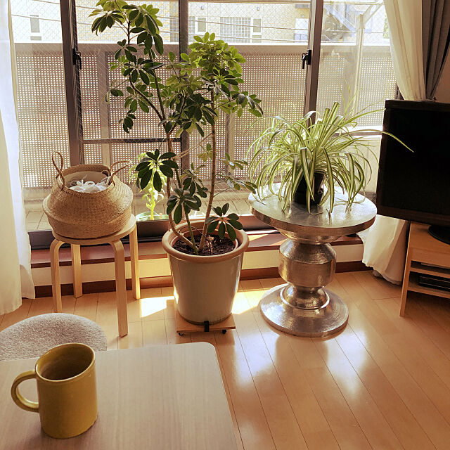 ZARA HOME,こどもと暮らす。,観葉植物,賃貸でも諦めない！,IKEA,Lounge atsukitoの部屋