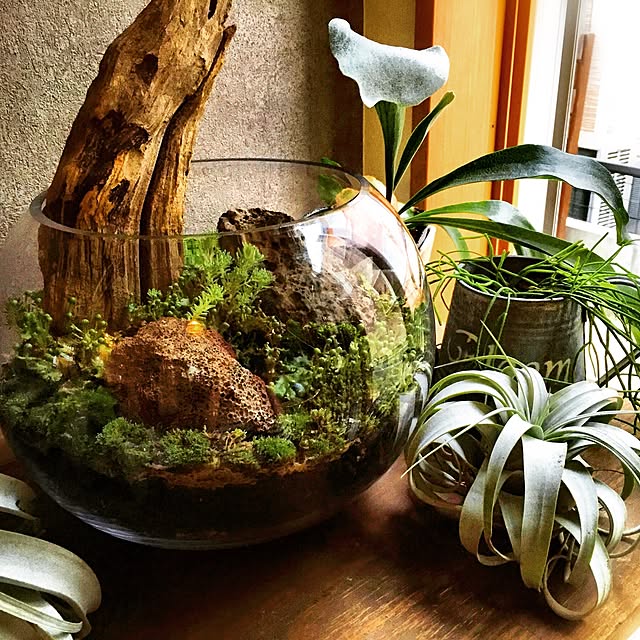 My Shelf,流木,テラリウム,ハンドメイド,植物,多肉植物,観葉植物 Lawnworksの部屋