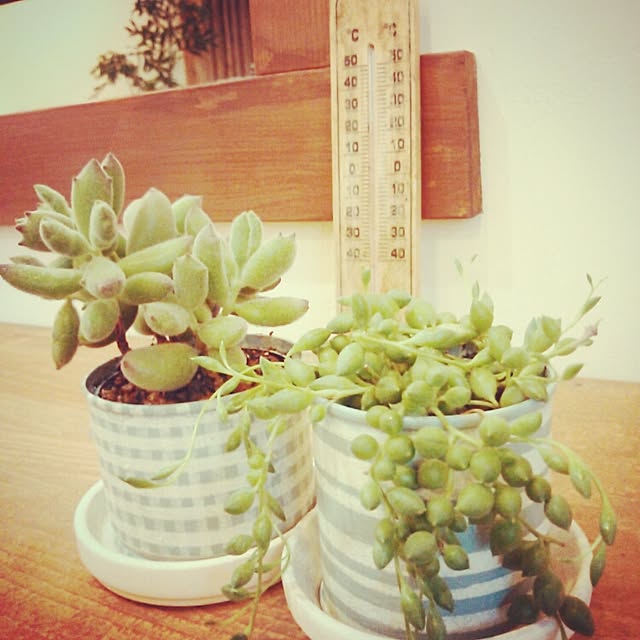 My Desk,家じゃありません！,植物,リメ缶,多肉植物,手作り,温度計,リメイク,多肉植物リメイク缶,いいねありがとうございます Cachette529の部屋