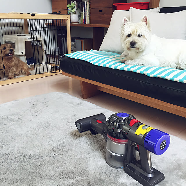 Lounge,ACUTUS,dyson v7 trigger pro,Dyson,ウェスティ,二階リビング,DALTONマルチカバー,犬のいる生活,ノーフォークテリア,犬のいる暮らし,犬と暮らす,ボーダー Fuyueの部屋