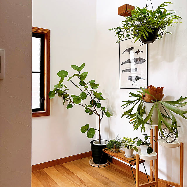 Entrance,観葉植物,グリーン,玄関ホール,玄関インテリア,玄関ディスプレイ,玄関,グリーンインテリア,グリーンのある暮らし,中古住宅,中古住宅リフォーム timtamの部屋