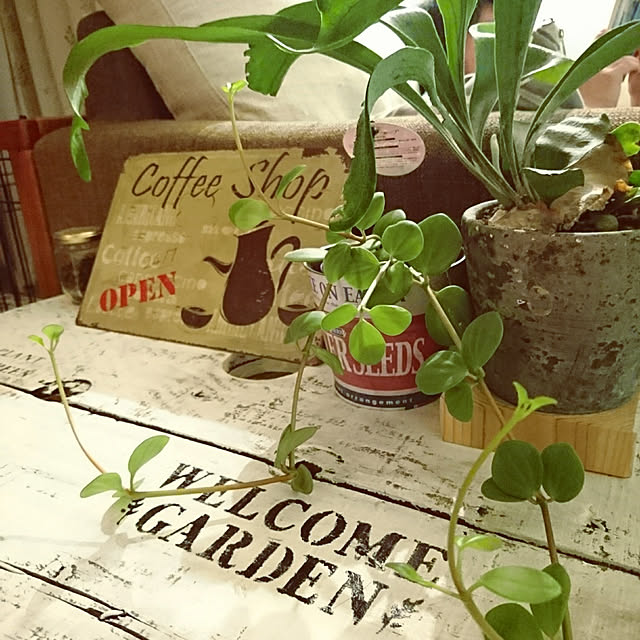 My Shelf,わんこと暮らす家,DIY,ケーブルドラム,観葉植物のある暮らし,観葉植物,雑貨大好き♡,植物,朽ちたケーブルドラムをリメイク！,サインボード,ステンシル初心者,ダイソーステンシルシート akiの部屋