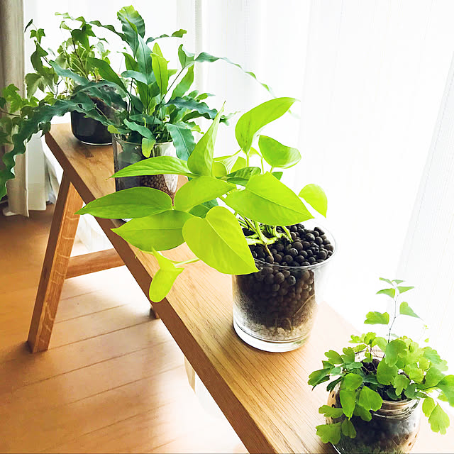 観葉植物,無印良品,ナチュラル,一人暮らし,北欧,Lounge,植物のある暮らし,カインズ,ハイドロカルチャー,ベンチ,ひとり暮らし t_mauplsの部屋