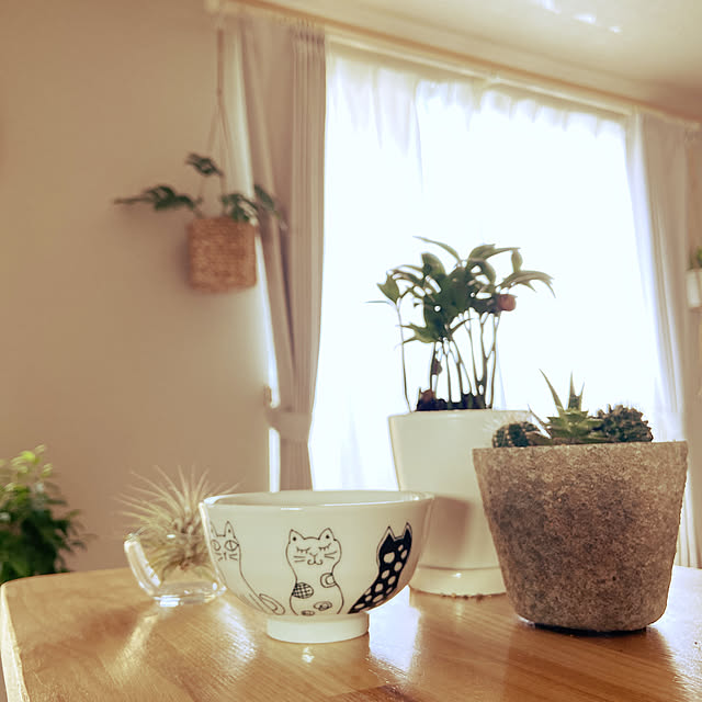 猫好き♡,陶器,茶碗,カウンターDIY,サボテン,器,エアプランツ,窓辺,観葉植物,My Shelf,ダイソー食器,ダイソー,100均 miwaの部屋