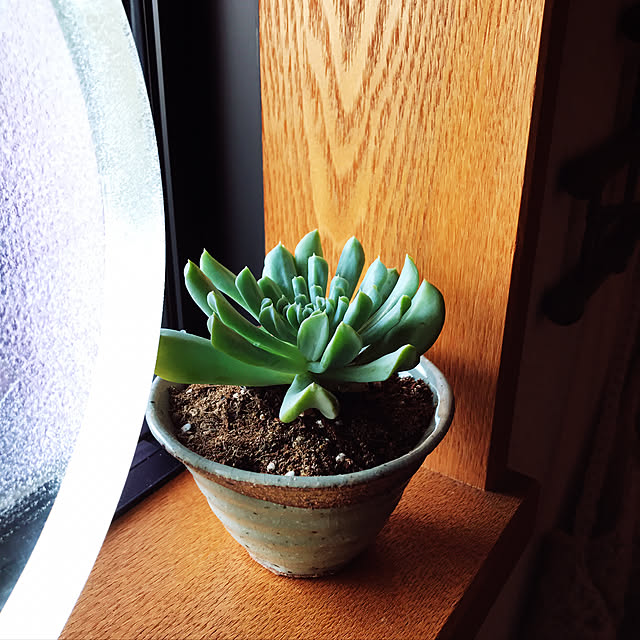 My Shelf,多肉植物,陶芸教室 作品,木が好き,いいね。をありがとうございます♡ waraihiroの部屋