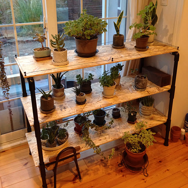 My Shelf,塩ビパイプDIY,塩ビパイプ,OSB合板,木工,観葉植物,DIY,多肉植物 nakamiの部屋