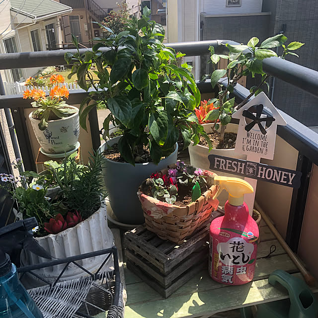 Overview,ガーデニング,ベランダガーデン,賃貸アパート,花のある暮らし,RC湘南LOVE♡,神奈川県民,インスタやってます！,ボタニカルライフ,防虫,害虫対策,モニター当選ありがとうございます,モニター中です,ID→malama_hanahou,アースガーデン,花いとし,暮らしのハンドブック2024,ガーデンシクラメン,春の花,快適,効果ありました,コバエ撃退,ガーベラ,ハイビスカス,ラナンキュラス,レウィシア Malamaの部屋