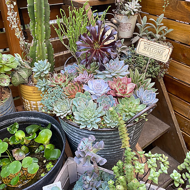 Entrance,NO GREEN NO LIFE,グリーンディスプレイ,癒しのひととき,癒しの場所,癒しの空間,ウッドデッキのある暮らし,ウッドデッキDIY,植物のある暮らし,リトープス,多肉植物の寄せ植え,多肉植物のある暮らし,ガーデニング,2025.11.9,趣味時間,いつもありがとうございます,フォローありがとうございます,おうち時間 mintteaの部屋