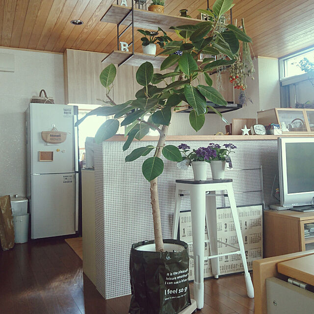 Kitchen,観葉植物,ディープパープル,フィカス asmaの部屋