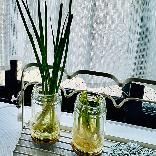 キッチン出窓で,キッチン出窓のディスプレイ,キッチン出窓のカフェカーテン,キッチン出窓,節約,リボベジ,リボベジ。端っこサン達、成長中。,リボベジ　にんじん shunrikoの部屋