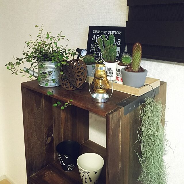 My Shelf,エアープランツ,観葉植物,NO GREEN NO LIFE,ダイソー,セリア,セリアの電球ボトル,男前 Junskaの部屋