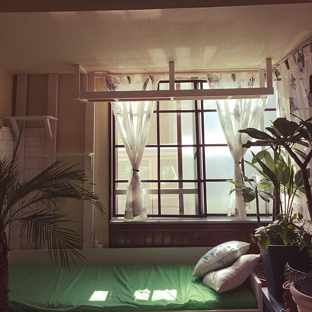 DIY,ねこと暮らす。,キャットウォークDIY,プルメリア,ピカケ,観葉植物 ainosukeの部屋