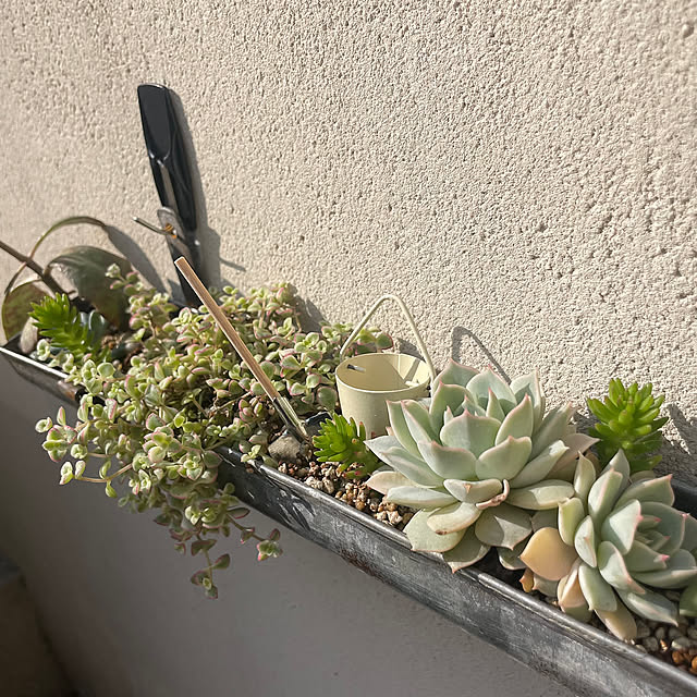 Entrance,ミニオブジェ,多肉植物,セリア,寄せ植え,NO GREEN NO LIFE,コマンドフック,RCの出会いに感謝♡,多肉植物初心者♡,グリーンのある暮らし,スノコDIY,スリーエム,GREENのある暮らし,なんでもぶら下げ隊,フォロワーさんに感謝♥,POLUS,エクステリアDIY,RCイベント,RC運営チームの皆様に感謝♡,ポラス分譲,暮らしのハンドブック2024 adamoの部屋