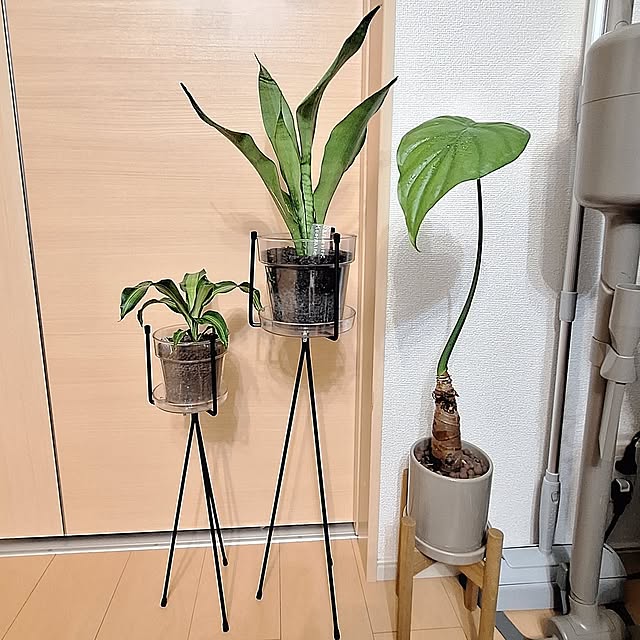 Lounge,アイアン,NO GREEN NO LIFE,観葉植物のある暮らし,桜炭,ハイドロカルチャー観葉植物,ハイドロカルチャー,TEMU購入品,Temu,Standard Products Riokaの部屋
