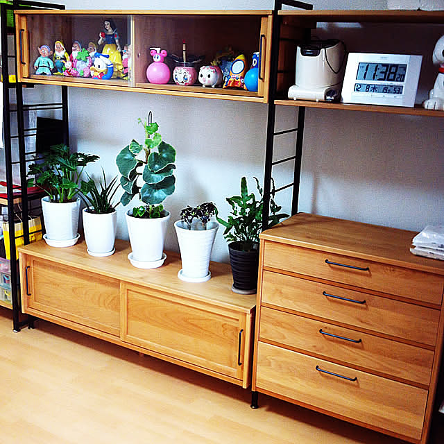 Lounge,観葉植物のある暮らし,観葉植物,グリーン,モモナチュラルの家具,モモナチュラル,シンプルな生活,健康生活,模様替え,模様替え中,模様替え迷走中,模様替え途中,観葉植物のある生活,グリーンのある生活,成長記録,グリーンのある暮らし,サンスベリア,黒法師,ブルースター,ベコニア,クッカバラ hanachanの部屋