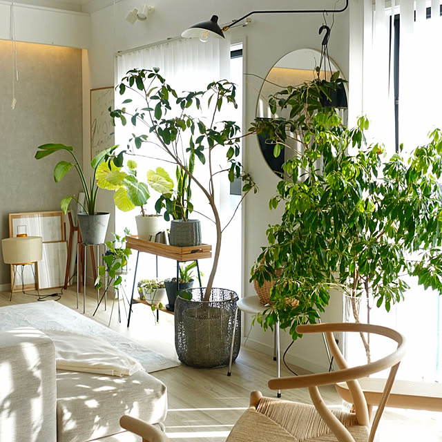 観葉植物のある暮らし,こどもと暮らす,おうち時間を楽しむ,ホワイトインテリア,北欧インテリア,ig→ wako_ru,子供のいる暮らし,おうち時間,リラックスタイム,子どもと暮らす,心地よく暮らす工夫,リビング,子供と暮らす,ナチュラルカラー,北欧,心地よい暮らし,植物のある暮らし,シンプルインテリア,リビングダイニング,わたしの休日のすごし方,新生活,アセビ,Lounge wakoの部屋