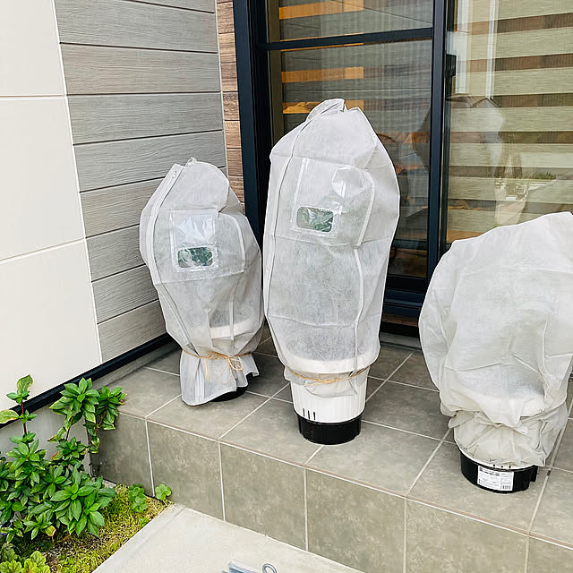 Entrance,不織布カバー,不織布収納袋,不織布,100均アイテム,100均,seria,セリア,植物の防寒,植物のある生活,植物が好き,植物,植物のある暮らし,防寒グッズ,防寒,防寒対策,フィンガーライム amyの部屋