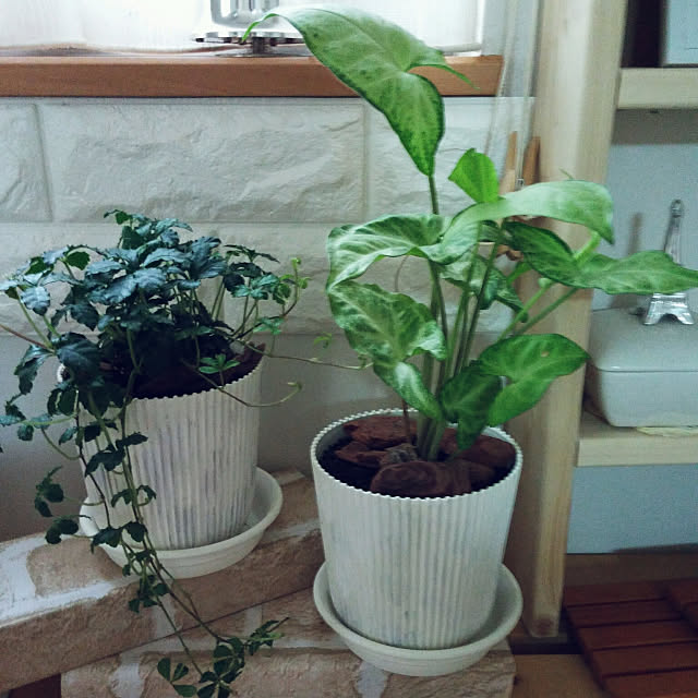 My Shelf,観葉植物,珪藻土,パインシュガー,鉢のリメイク,RC の出会いに感謝!,シンゴニュウム,木材にレンガリメイクシートを貼った物 yukikoの部屋