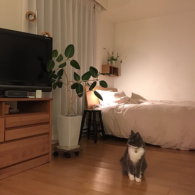 Bedroom,TVボード,ベッド,無印良品,無印良品ベッド,一人暮らし,ひとり暮らし,北欧,ねこ部,ねこ,ねこのいる風景,グリーン,無印良品 壁に付けられる家具,タビさん,Bose Sound Link Mini,BOSE,ねこのいる日常 mangomilkの部屋