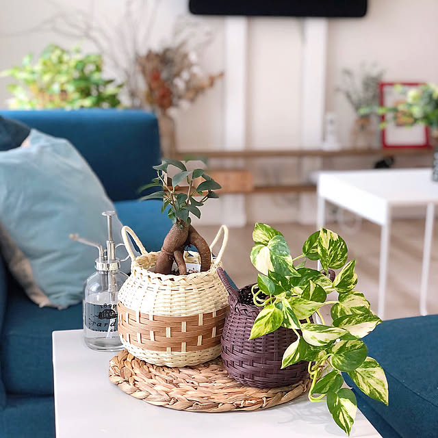 観葉植物,ガジュマル,ポトス,壁掛けテレビDIY,壁掛けテレビ,手作り雑貨,クラフトバンド,ハンドメイド,植物のある暮らし,ゼロキューブ,IKEA,シンプルインテリア,DIY,ディアウォール,My Desk,植木鉢カバー,3COINS,スリコ Miiの部屋