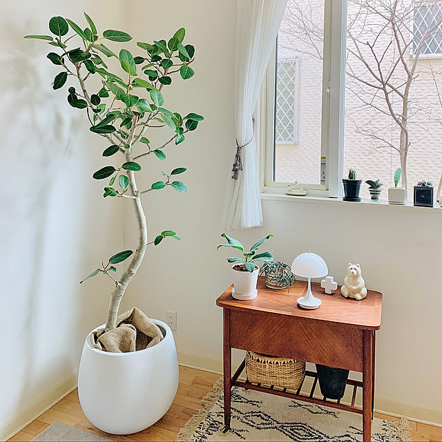 古道具,鉢カバー,植木鉢,いつもありがとうございます♡(*´Θ`),観葉植物,窓,ベンガレンシス,フィカスベンガレンシス,On Walls mogの部屋