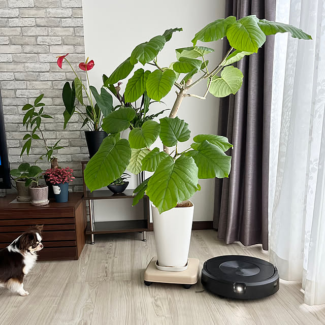 ルンバ コンボ,アイロボット,ルンバ,多頭飼い,ペットと暮らす,いぬのいる暮らし,2-in-1モデル,水拭きもできるルンバ,アンスリウム,子ウンベ,ウンベラータ,モニター投稿お付合いありがとうございます,Lounge Hannahの部屋