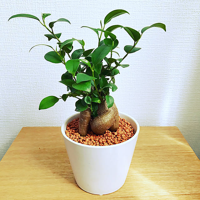 2020.04.12,グリーンのある暮らし,観葉植物,ガジュマル,築15年,1LDK,整理収納部,賃貸,ブログやってます♡,整理収納アドバイザー,RC北海道支部,インスタ→yukino_room,一人暮らし,無印良品,My Desk yukinoの部屋
