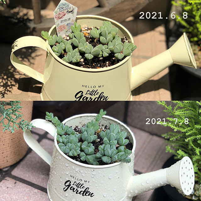 ダイソーのジョーロ,多肉植物,碧魚連(ヘキギョレン),成長記録,グリーンのある暮らし,ガーデン雑貨,Entrance Nobbyの部屋