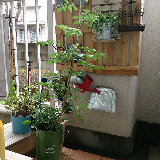 My Shelf,社宅,ベランダ栽培,セリア,食育 haruの部屋