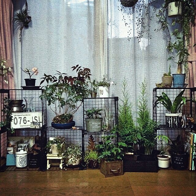 Overview,窓際,男前インテリア,アイアンバスケット,観葉植物,雑貨,グリーン jyuzoの部屋