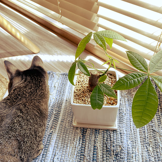 ダイソー,パキラ成長中,夏,観葉植物♡,古い家でも楽しく♪,ねことの暮らし♡,植木鉢 miwaの部屋