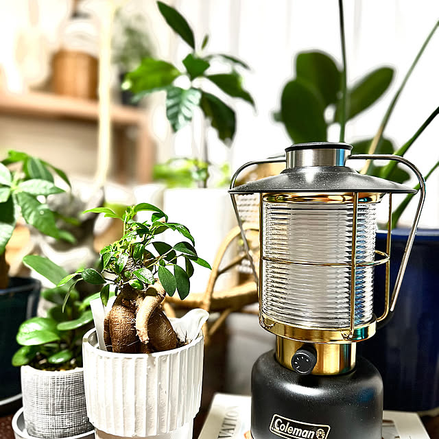Overview,コールマンランタン,間接照明,観葉植物,ナチュラル,くつろぎ空間,かご・バスケット,niko and… misoの部屋