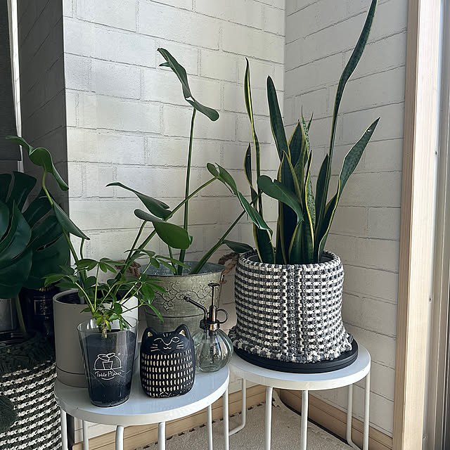 Lounge,3歳10ヶ月,リサイクルファイバーソイル,マクラメプラントハンガー,カポック,モンステラ,サンスベリア,観葉植物,一番好きな場所,ラム♡,ねこのいる日常,猫と暮らす,猫と暮らす家,ねこと暮らす,ブリティッシュショートヘア kittyの部屋