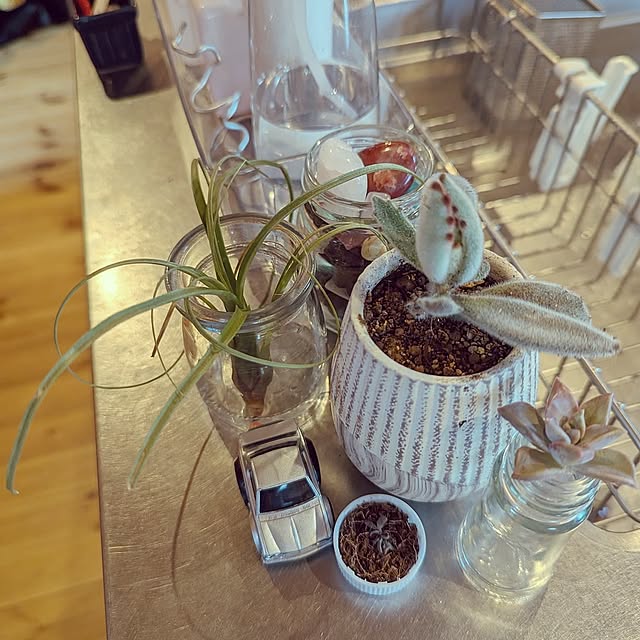 Kitchen,北欧,多肉植物,エアプランツ,天然石,多肉植物初心者♡,ガラスびん大好き❤️,えんぴつのペン立て,植物のある暮らし,好きな眺め gin-chanの部屋