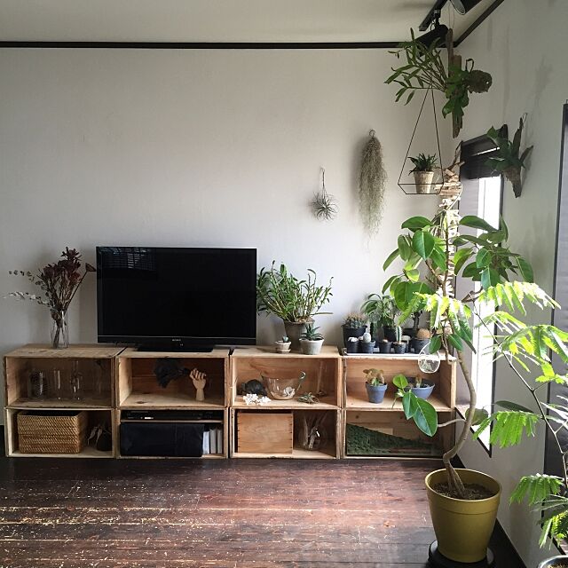 Lounge,レデッカー,植物のある暮らし,テレビ,りんご箱 romimushiの部屋