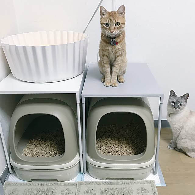 Lounge,猫トイレカバー,猫トイレ,ねこのいる日常,猫,ねこと暮らす,ねこ,グレー,ホワイト,IKEA,北欧,一人暮らし,ホワイトインテリア,猫のための家 Hotateの部屋