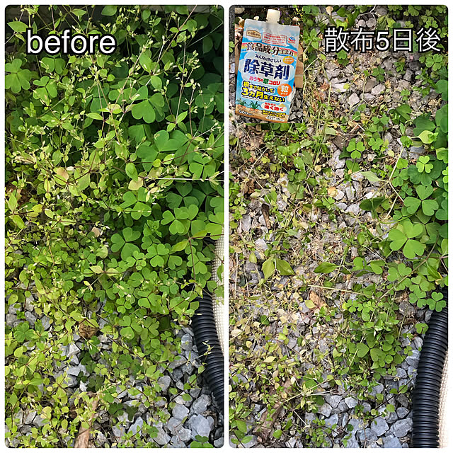 草コロリ,暮らしのハンドブック2023,アースガーデン,除草,植物のある暮らし,ガーデニング,狭い庭,庭掃除 CoffeeHouseの部屋