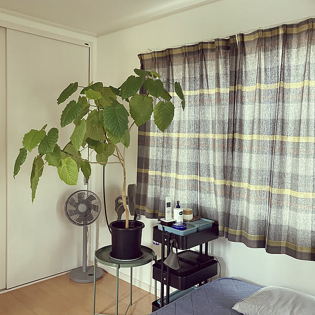 ウンベラータ,観葉植物のある暮らし,暮らしを楽しむ,DIY,カインズ,IKEA,Bedroom Royの部屋
