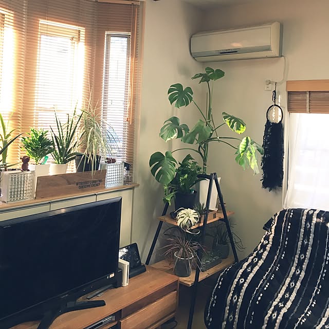 Lounge,脚立,男前もかわいいも好き♡,植物のある暮らし,観葉植物,ハンドメイド,100均,ダイソー,DIY,多肉植物,水栽培,男前化計画,キセログラフィカ,セリア,スチールラック,ドリームキャッチャー♡,100均毛糸,はんどめいど,ドリームキャッチャー☆ハンドメイド,ドリームキャッチャー,ドリームキャッチャー手づくり,モノトーン yunの部屋