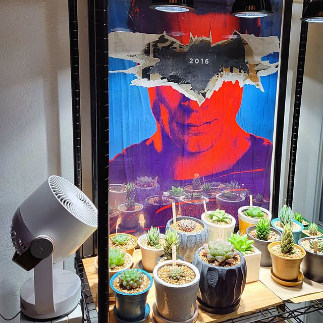 My Shelf,コメントありがと♡,いいねありがと♡,築30年以上,なかなか訪問できずごめんなさい,昭和のお家,セリア鉢,映画ポスター バットマンvsスーパーマン,スチール棚,植物ライト,多肉植物,二男部屋,Leo3Dサーキュレーター cherrycherryの部屋
