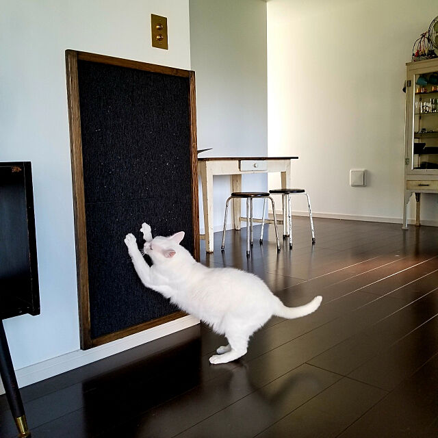 予防掃除,猫,壁付け爪とぎ,つめとぎ,タイルカーペット,On Walls ymmtの部屋