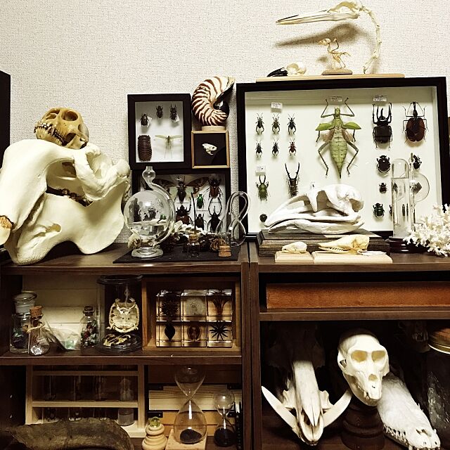 My Shelf,驚異の部屋,理系インテリア,雑貨,レトロ,アンティーク Hatsukaの部屋