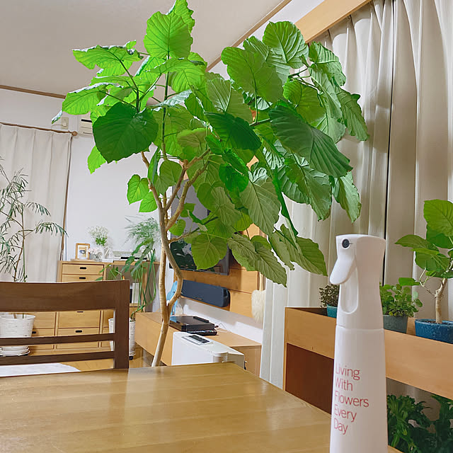 葉水用霧吹き,葉水,寝る前の日課,ルーティーン,みどりのある暮らし,観葉植物のある暮らし,Lounge yukaの部屋