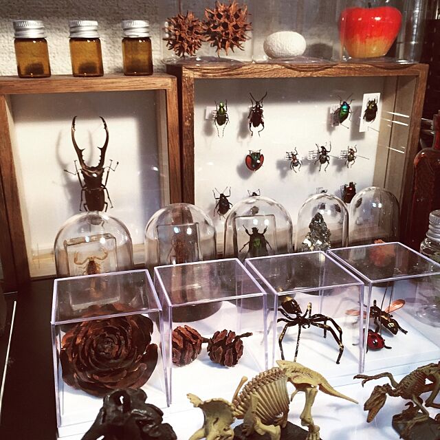My Shelf,並べるのが好き,木の実,理科室インテリア,標本,博物系,昆虫,科学と自然 Toroの部屋