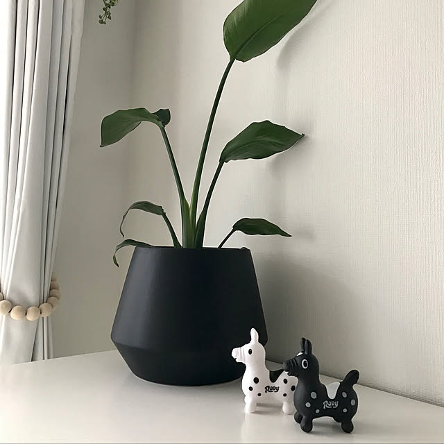 My Shelf,観葉植物,H&M HOME,オーガスタストレリチア,いつもありがとうございます❤︎,RCの出会いに感謝しています❤︎,saeさんに教えてもらいました♡,モノトーン,IKEA,ロディ,セリア sugarcookieの部屋