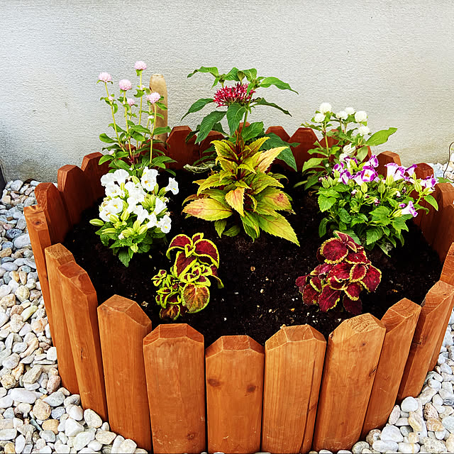 花壇ＤＩＹ,お花のある暮らし,砂利を敷いてみた,庭,ガーデニング初心者,サンパラソル,コーナン,Entrance,花壇の寄せ植え,花壇 手作り 27の部屋