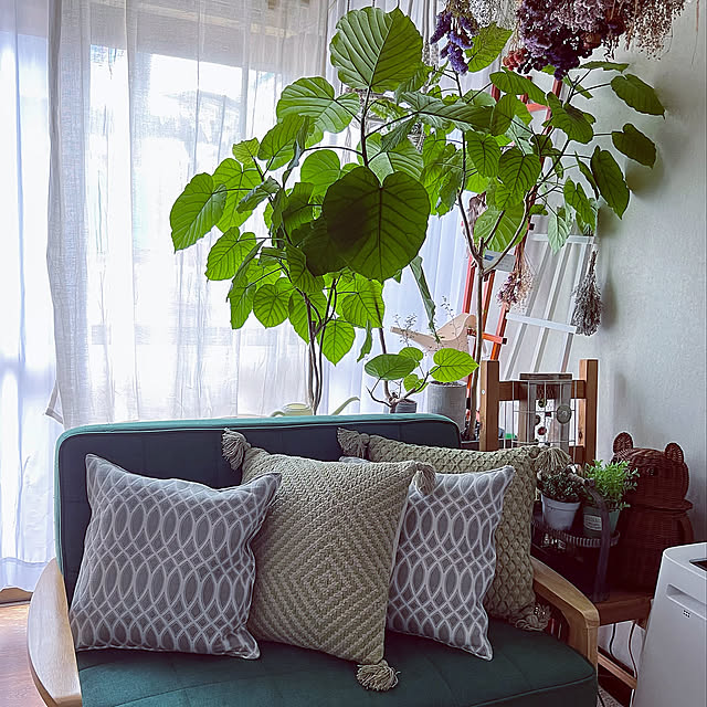 窓辺のグリーン,窓辺,レースカーテン,ニトリ,無印良品,コンパクトソファ,ウンベラータ,ニトリのクッションカバー,無印良品クッション,グリーン,クッション,雑貨,夏,古い家,好きなもの,お気に入り,くつろぎ空間,癒し,椅子,好きな色,Lounge mohhaの部屋
