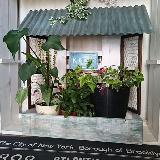 Entrance,植物,RC山口♡,いいね、フォロー本当に感謝デス☺︎,インスタ☺nana_arietta,木工,トタン屋根シェルフ,DIY,100均,100均グリーン,クワズイモ Nana40Nの部屋