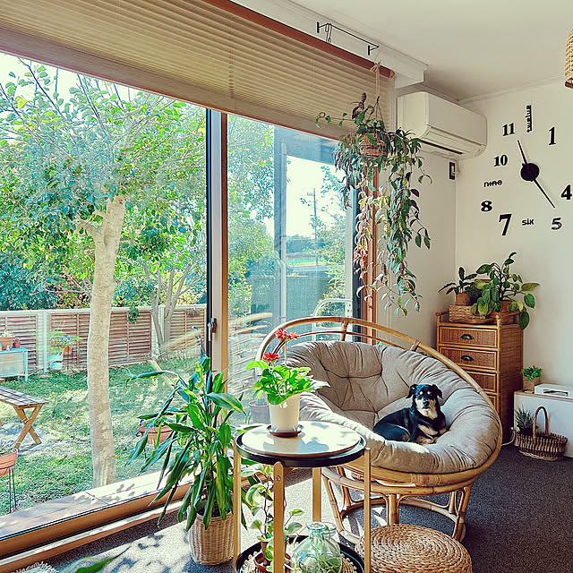 On Walls,ナチュラル,植物,カフェ風,癒し,ナチュラルインテリア,ラタン,NO GREEN NO LIFE,犬のいる暮らし,BOHO,グリーンのある暮らし,植物のある暮らし,観葉植物のある暮らし,ボタニカルインテリア,庭のある暮らし,花のある暮らし mugijunの部屋