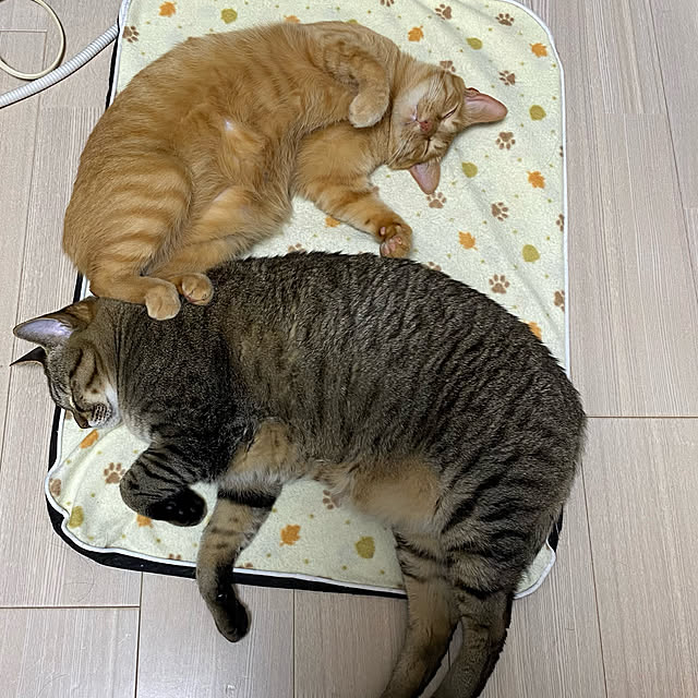 キジトラ♡ひなた,ペット用ホットカーペット,猫と暮らす,猫がよろこぶ快適な部屋づくり,猫三昧,生活感のある家,猫のいる日常,マンション暮らし,ねこと暮らす,猫中心の部屋,いいね、訪問♡ありがとうございます♫,茶トラ♡ひかげ naturalの部屋